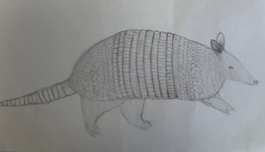Armadillo Drawing