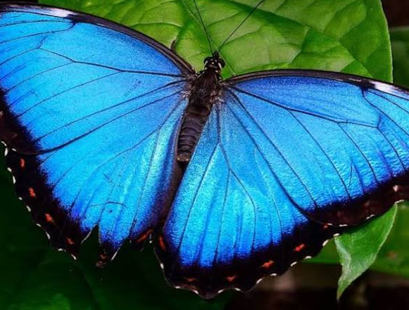 The Menelaus Blue Morpho Butterly
