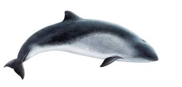 The Porpoise