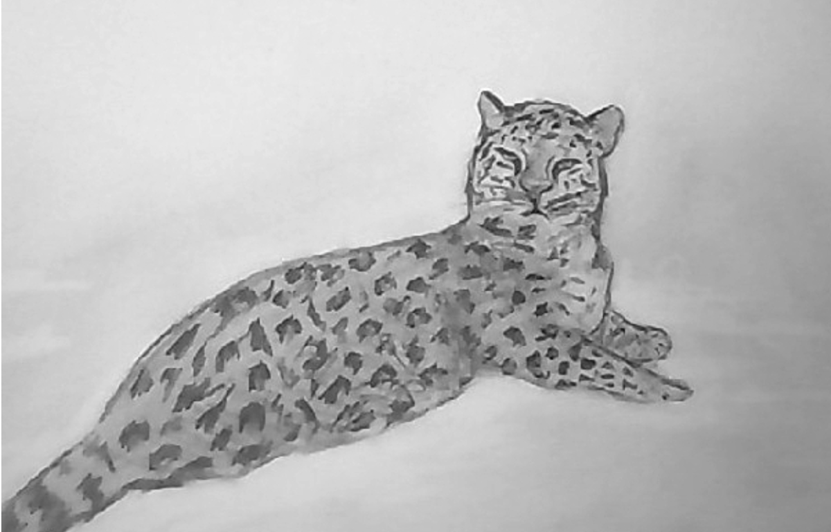Drawing of an Amur Leopard