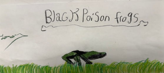 Black Poison Frog