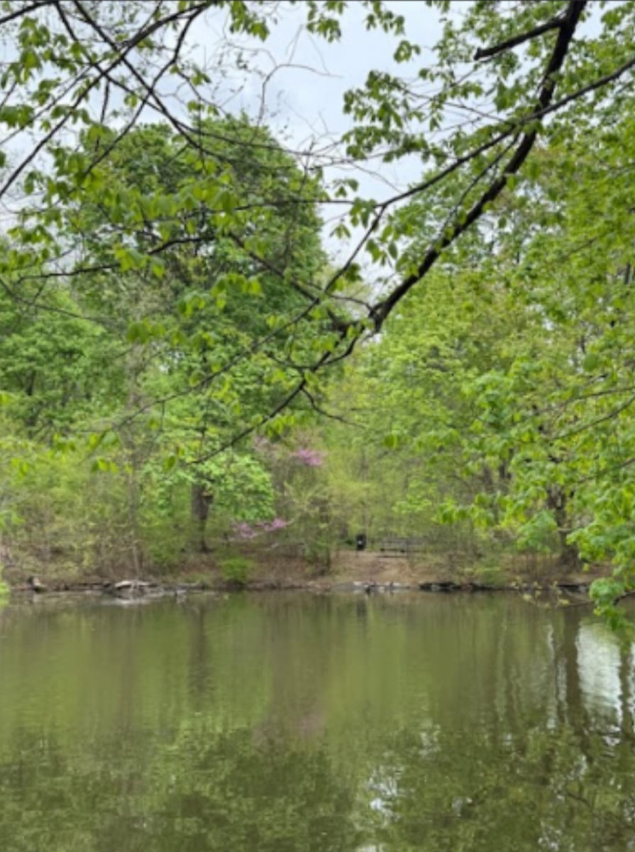 Finding Insects at Van Cortlandt Park!